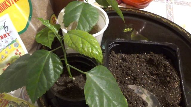 Гибискус, размножение. смотреть онлайн