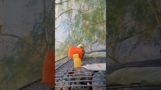 Мелкий потрошитель морковки смотреть онлайн