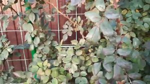 Как выглядят розы перекормленные азотом.15.10.2020 г. Татарстан.