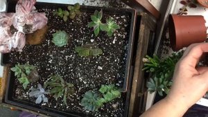 Садик из суккулентов в декоративном ящике .