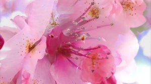 "МАРИНА" стихи Анастасия Одесса