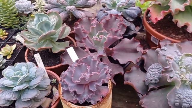 GANHEI VARIAS GIBIFLORAS 😍SERÁ QUE EU AINDA ESTOU PERDENDO SUCULENTAS?CONFIRA TUDO NESSE VÍDEO!! смотреть онлайн