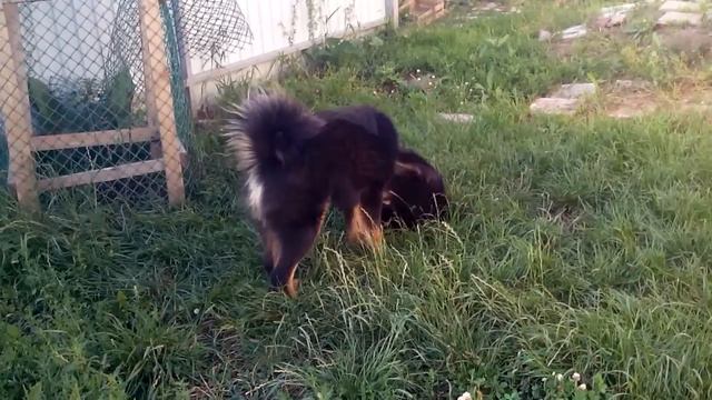 VID 20160801 192945 смотреть онлайн