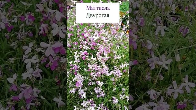 Маттиола двурогая.?