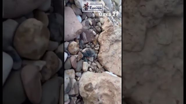 Авторская блесна Владимира Еделева, "Олха 27".Масса 5.5 гр. #олха#вращалка#еделев#рыбалка смотреть онлайн