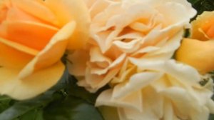 ЦВЕТЕНИЕ ШТАМБОВЫХ РОЗ 2021.Поль Ноэль,Супер эксельза,Хелло,Наутика и др.Снимала в разные дни.