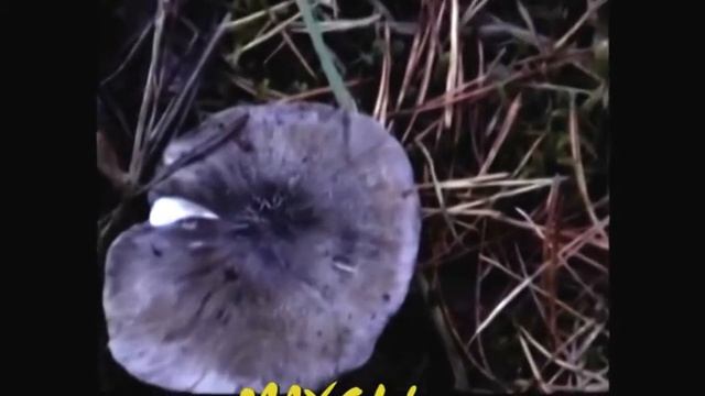 Рядовки серые бывают разными. Петушки-Курочки.