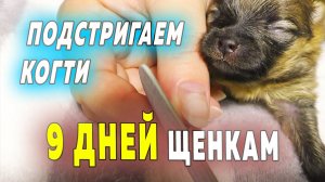 Щенкам шпица 9 дней. Как подстричь когти щенку. Померанский шпиц Бэлла чувствует себя прекрасно