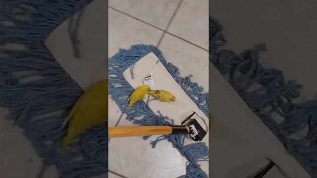 Small Yellow Budgie Parakeets Riding Dust Mop for Fun