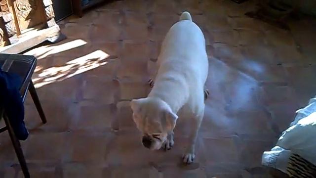 Немецкий боксер играет с солнечным зайчиком смотреть онлайн