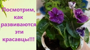 Обзор катарантуса в феврале из семян и укорененных черенков в разное время.