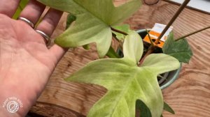 All my Philodendron | QnA and Collection Tour | Plant with Roos
