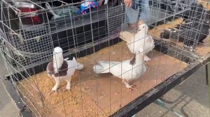 Ярмарка голубей в Краснодаре 03.09.2023