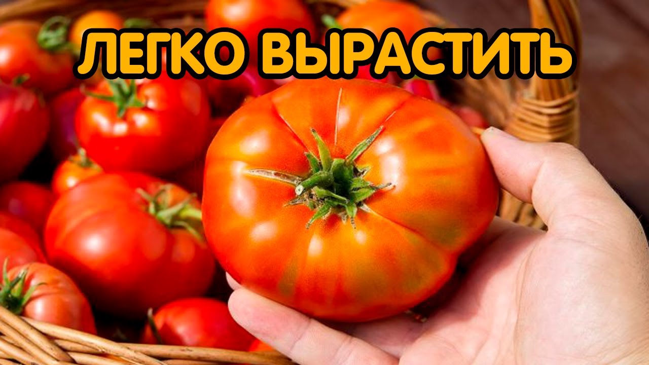Самые неприхотливые сорта томатов смотреть онлайн