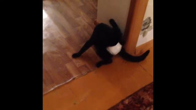 Кот в подгузнике!!! Ржач! смотреть онлайн