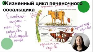 ЖИЗНЕННЫЙ ЦИКЛ ПАРАЗИТИЧЕСКИХ ЧЕРВЕЙ | Биология с Юлианой Покровской | ЕГЭ 2021