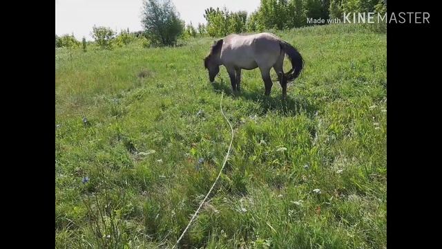 НАШЕ ХОЗЯЙСТВО.КОРОВЫ ХОЛМОГОРСКОЙ ПОРОДЫ.