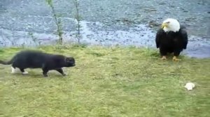 Кошка против орла