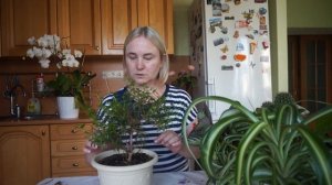 Мыть комнатные растения надо правильно!