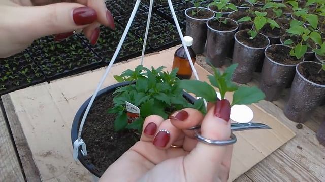 Черенкуем всё подряд - экономим деньги смотреть онлайн