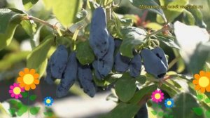 Жимолость Павловская. Краткий обзор, описание характеристик lonicera caerulea Pavlovskaya