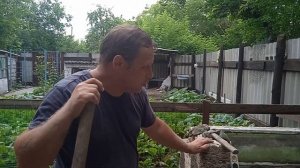 Сарайчик для гусят: понадобился - строим!