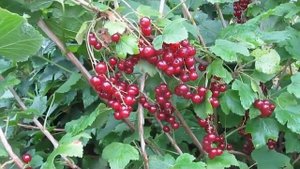 Улюблена - урожайный сорт с ягодой вишневого цвета