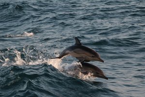 Дельфины на Чёрном море?