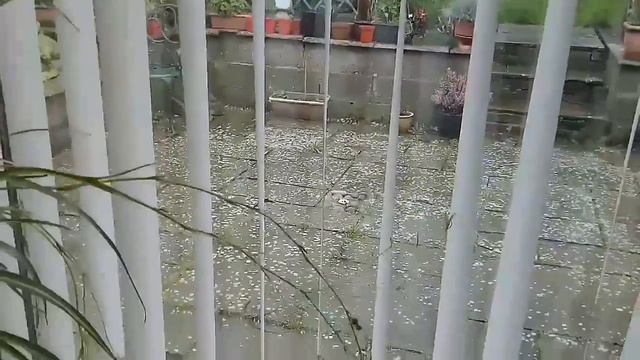 Houseplant update смотреть онлайн