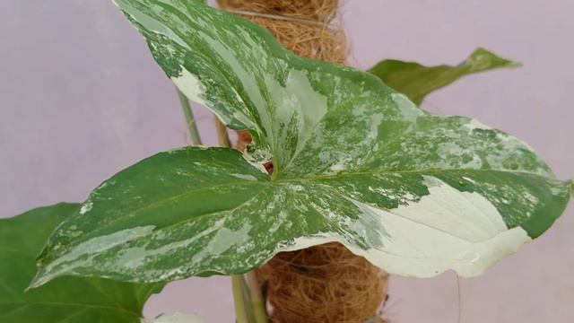 Syngonium Variegata 🌿🌿 смотреть онлайн