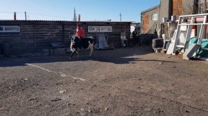 ВЕРХОМ НА КОРОВЕ/СКАКОВАЯ КОРОВА/ВЕРХОВАЯ ЕЗДА/ДНР