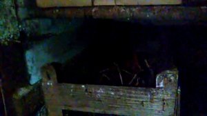 Когда начинает нестись цветной бройлер .