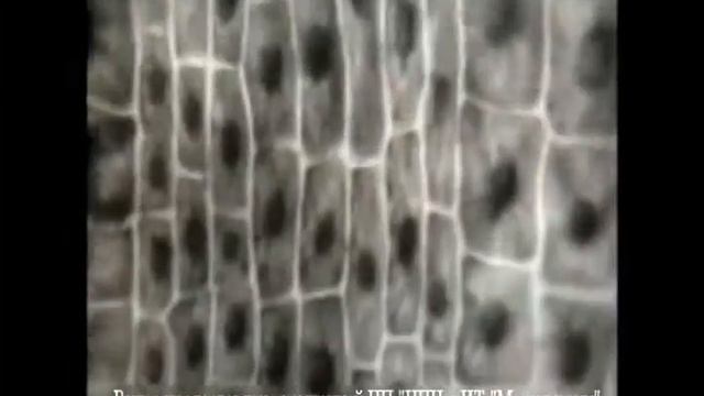 Рост корня
