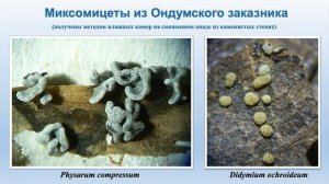 Миксомицеты. Анастасия Власенко