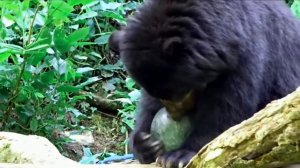 Очковый медведь. Хищник, но вегетарианец