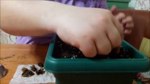 Ранункулюс посадка в кашпо
