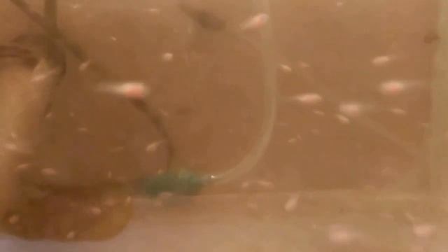 Аквариум Рыбки петушки Мальки петушков, ХАЛФМУНЫ драконы и ДАМБО смотреть онлайн