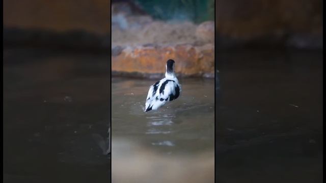 ШИЛОКЛЮВка мОскоВский ЗООПарк avocet Moscow ZOO?