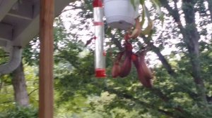 Hummingbird and carnivorous plants hanging out