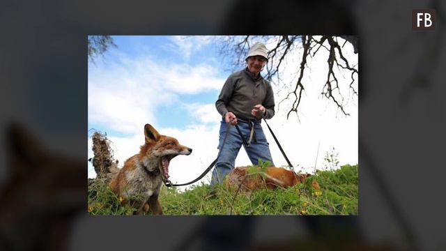 Спасенные мужчиной лисята считают его своим папой и не хотят уходить в лес смотреть онлайн