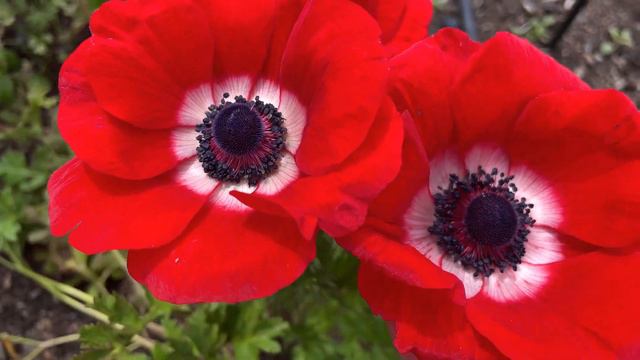 Standout Flowers in my Garden!
