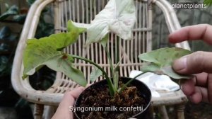 Syngonium milk confetti (unboxing)- Ep 32 #tanamanhias #syngonium #koleksibaru