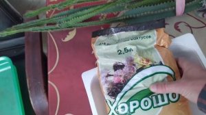 Цериус. Перелил кактус