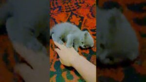 Котёнок Скотишфолд - Вислоухий