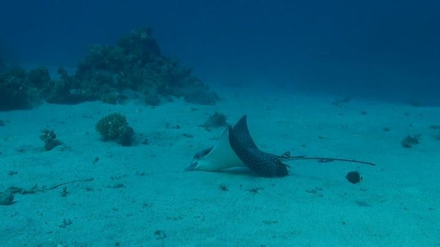 Скат пятнистый орляк смотреть онлайн