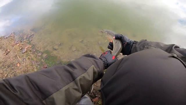 Пруд Шапкино 27.10.18 смотреть онлайн