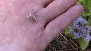 Gathering Seeds | Plants for Pressed Flowers | Self Sowing Plants and Seeds for Pressing and Drying