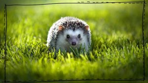 Голоса лесных животных и птиц для детей ? Учим слова по картинкам