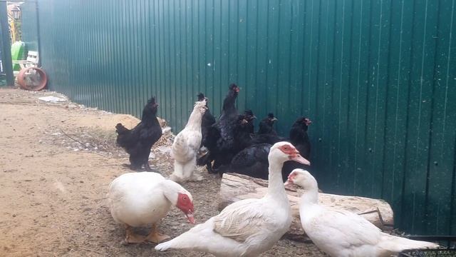 Петушки молодые сибирская мохноножка Young Siberian cockerels смотреть онлайн