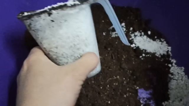 Грунт для цитрусовых